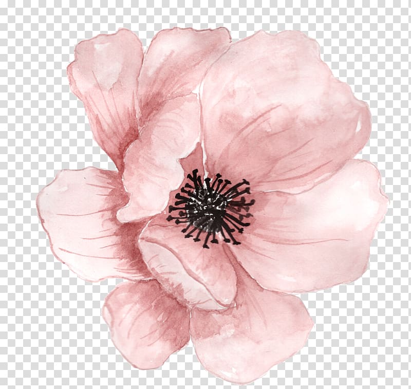 Fleur Peinture à l'aquarelle, fleurs peintes à la main rose, fleur rose png Fleur Peinture à l'aquarelle, fleurs peintes à la main rose, fleur rose png