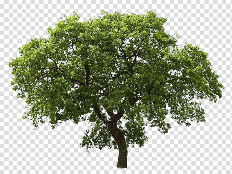 arbre à feuilles vertes, chêne arbre, arbre png arbre à feuilles vertes, chêne arbre, arbre png