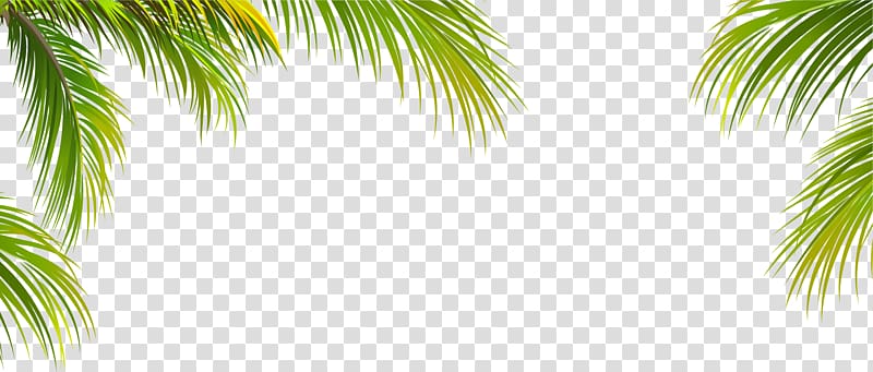 Feuille d'arbre de noix de coco, texture de bordure de feuille de noix de coco verte, illustration d'arbre palmier png Feuille d'arbre de noix de coco, texture de bordure de feuille de noix de coco verte, illustration d'arbre palmier png