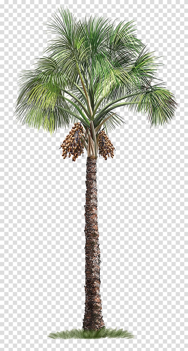 Mauritia flexuosa Arecaceae Arbre, Palmier, Palmier vert png Mauritia flexuosa Arecaceae Arbre, Palmier, Palmier vert png