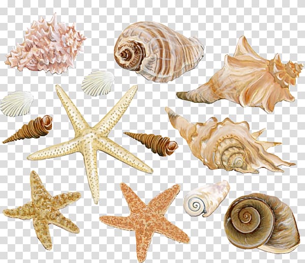 Illustration de coquillages de formes et de couleurs assorties, coquille de mollusque Seashell Clam Conch, matériel de décoration de conque de plage png Illustration de coquillages de formes et de couleurs assorties, coquille de mollusque Seashell Clam Conch, matériel de décoration de conque de plage png