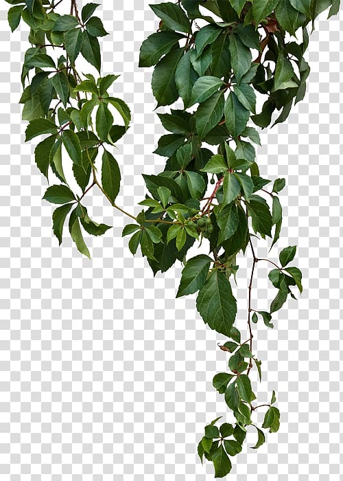 Vigne, vigne verte, plante à feuilles vertes png Vigne, vigne verte, plante à feuilles vertes png