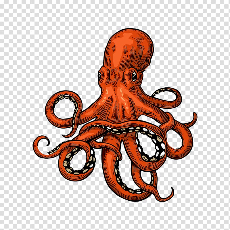 poulpe illustration, poulpe calmar dessin, poulpe png poulpe illustration, poulpe calmar dessin, poulpe png