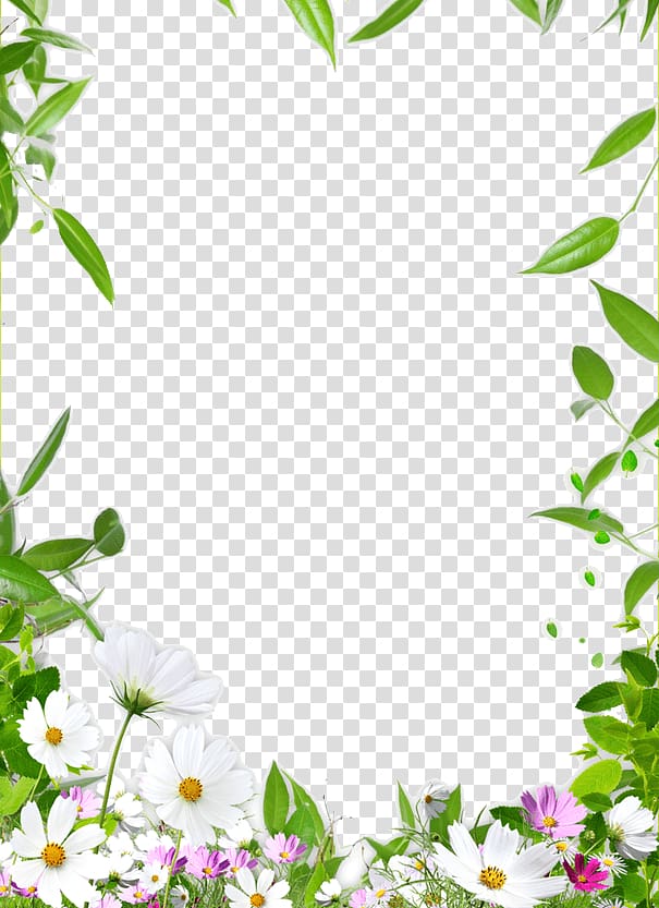 cadre dessin plafond, bordure de fleur, illustration de fleur de cosmos blanc et rose png cadre dessin plafond, bordure de fleur, illustration de fleur de cosmos blanc et rose png