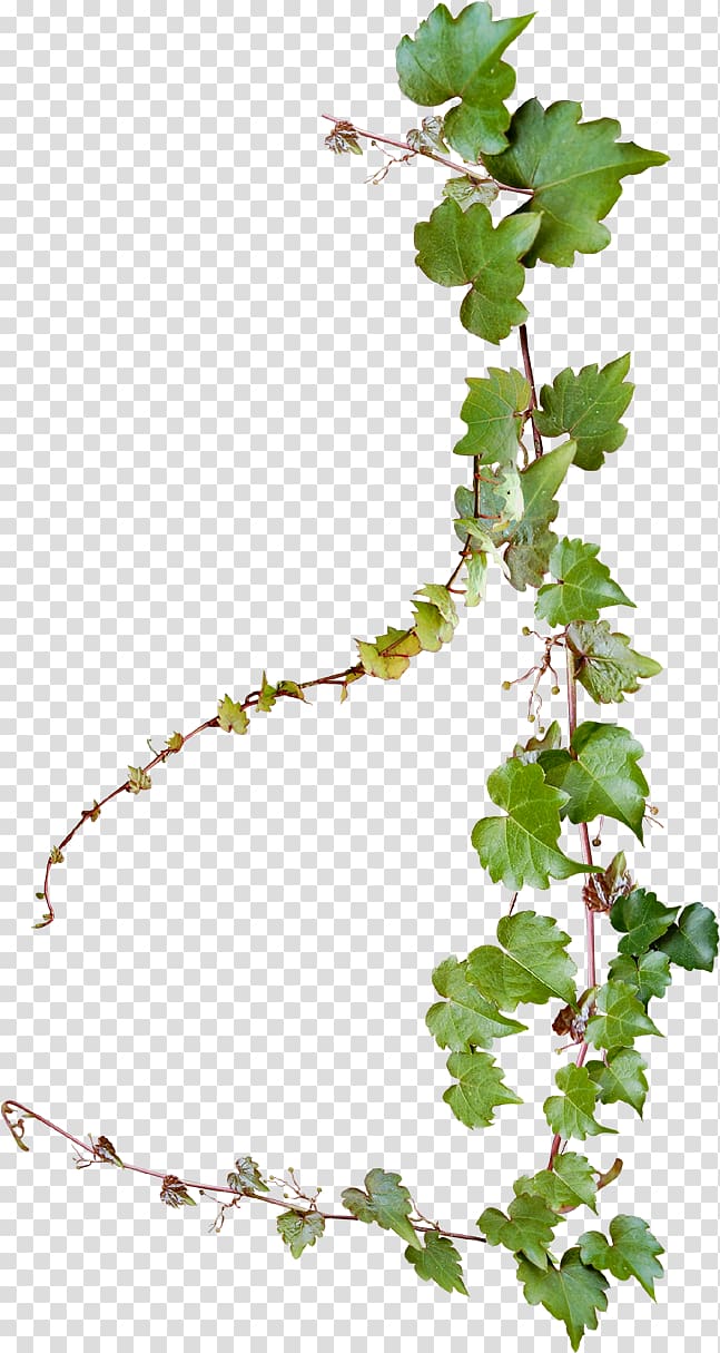 plante verte de vigne, vigne de raisin commun, conception créative de vignes png plante verte de vigne, vigne de raisin commun, conception créative de vignes png